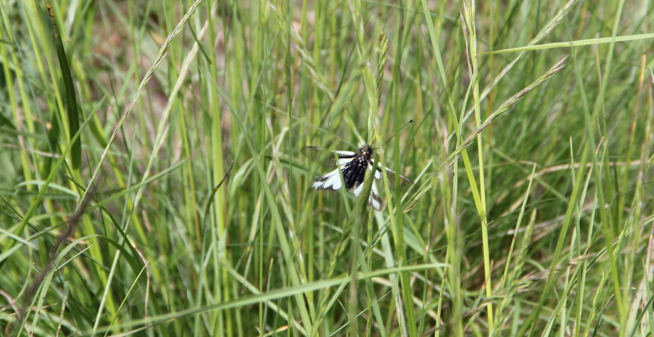 Libelloides lacteus?